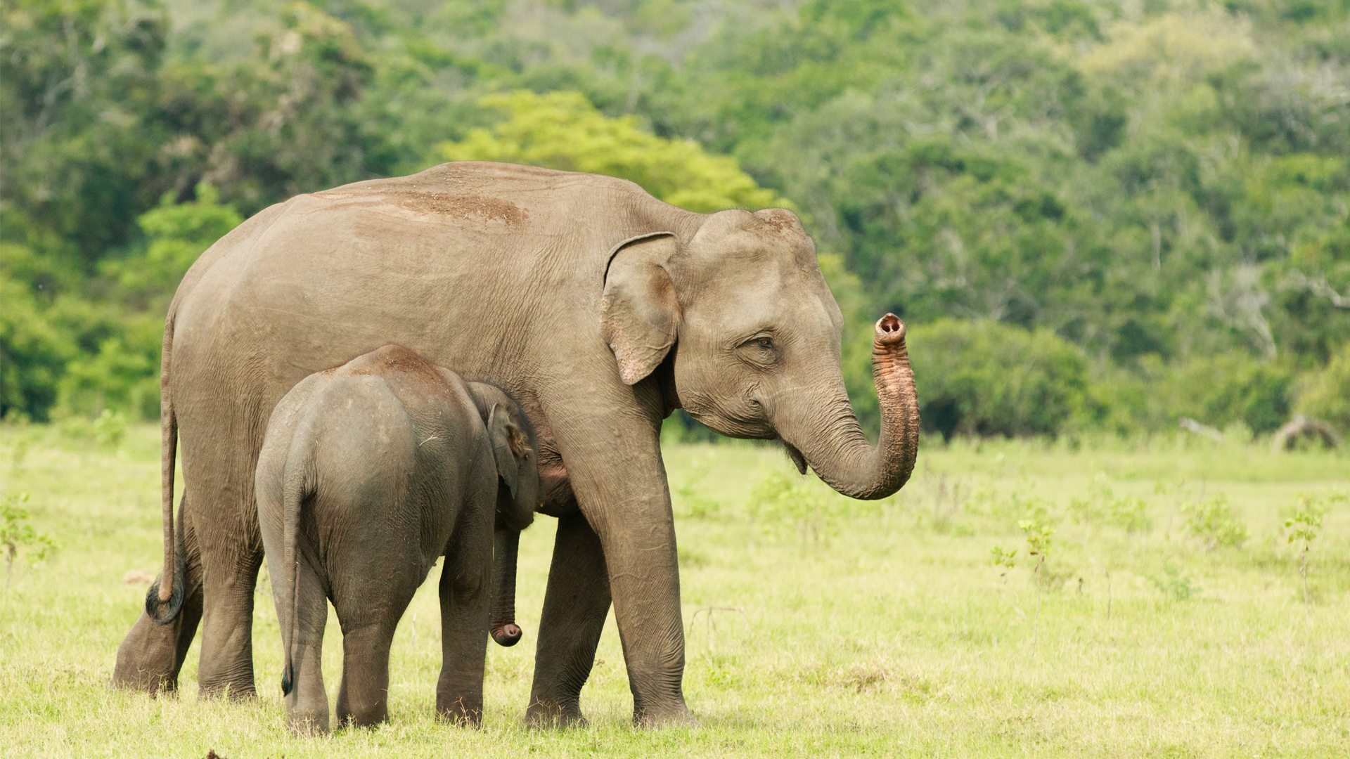 A majestic Sri Lankan elephant drinking water in a national park